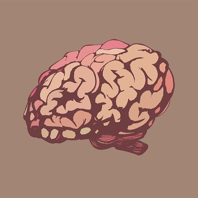 Cómo Utilizar la Neurociencia para Aprender Mejor
